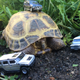 Illustration for article titled Tortoise Thursday: ORAT Hongwell 1:72 Edition